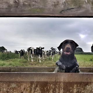 A dog takes a bath in a cow trough.
