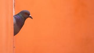 winning-photograph-rhs-annual-photographers-pigeon-peeking