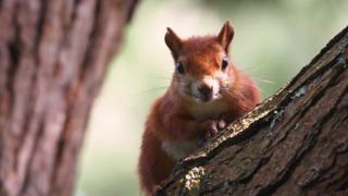Red squirrel