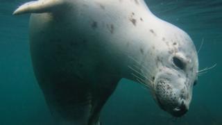 A Seal