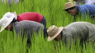 Trabajadores norcoreanos en el campo