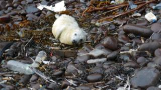 seal pup surrounded by litter