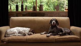 Image shows two dogs sitting on the sofa
