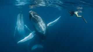 two humpback whales dancing.
