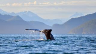 Humpback whale