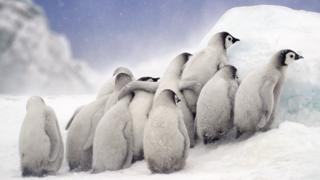 pengiuns