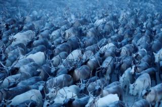 A herd of reindeer