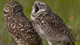 Two owls stand with grass in the background, one is looking at the camera with piercing yellow eyes. The other owl appears to be yawning.