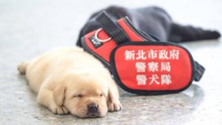 Puppy