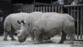 Rhino