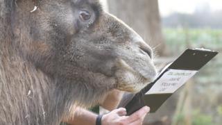 Camel
