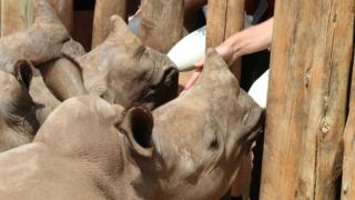 Rhino feeding