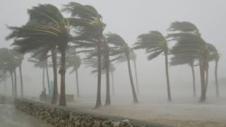 Palm trees blasted by winds over 100 mph during the 2005 Hurricane Wilma in Miami Beach, Florida.