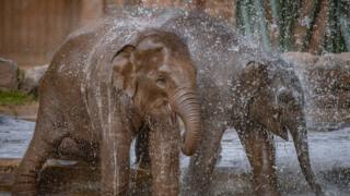 Young-elephant-playing-in-the-water.