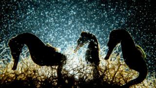 Seahorses in plankton