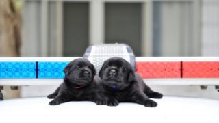 Puppy