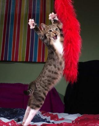 A cat and a feather duster.