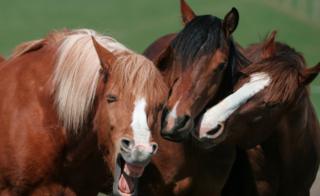 Three horses appear to share a joke, one of the horses looks like it's laughing.