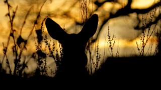 Roe deer
