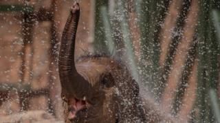 Elephant-lifts-trunk-in-water.