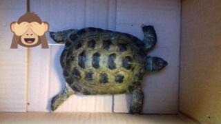 Tortoise with monkey emoji