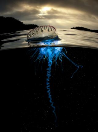 A venomous Portuguese man-of-war siphonophore