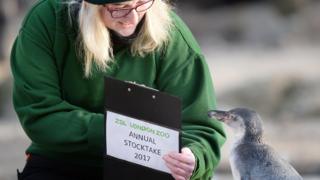 Humboldt penguin