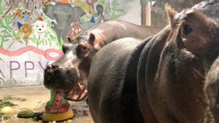 Fiona the baby hippo eating cake