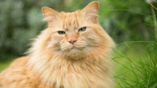 Ted the cat