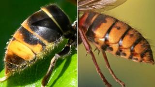 hornet-abdomens