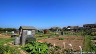 Allotments under blue skies