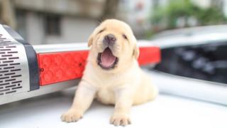 Puppy