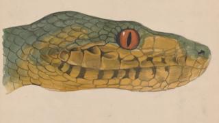 Boa canina (Yellow-faced snake)