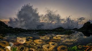 sandy-anemones-south-africa.