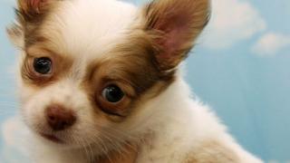 The Chihuahua, like this one pictured in Japan, was only a puppy
