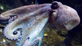 An octopus