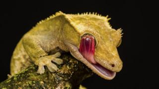 New Caledonian Crested Gecko