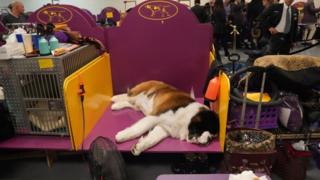 Saint Bernard