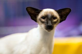 A Seal Point Siamese Kitten