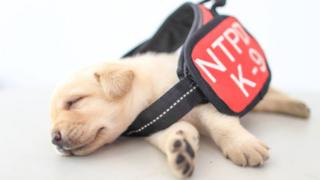 Puppy