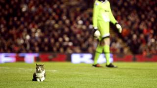 Cat on pitch at Anfield