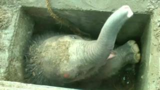 Elephant stuck in drain