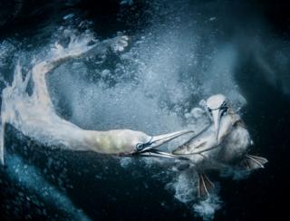 Image shows a bird swimming in water