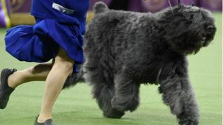 Bouvier des Flandres
