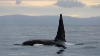 An orca.