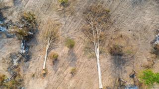Cambodia's Last Forests - trees that have been cut down.