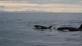 An orca and her calf.