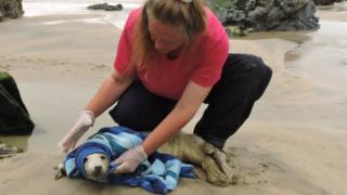 seal pup being rescued