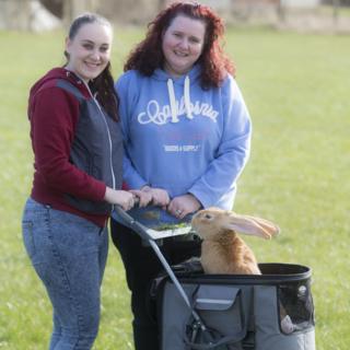 giant rabbit in pram