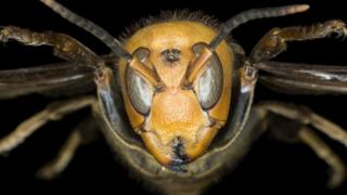 Asian giant hornet head